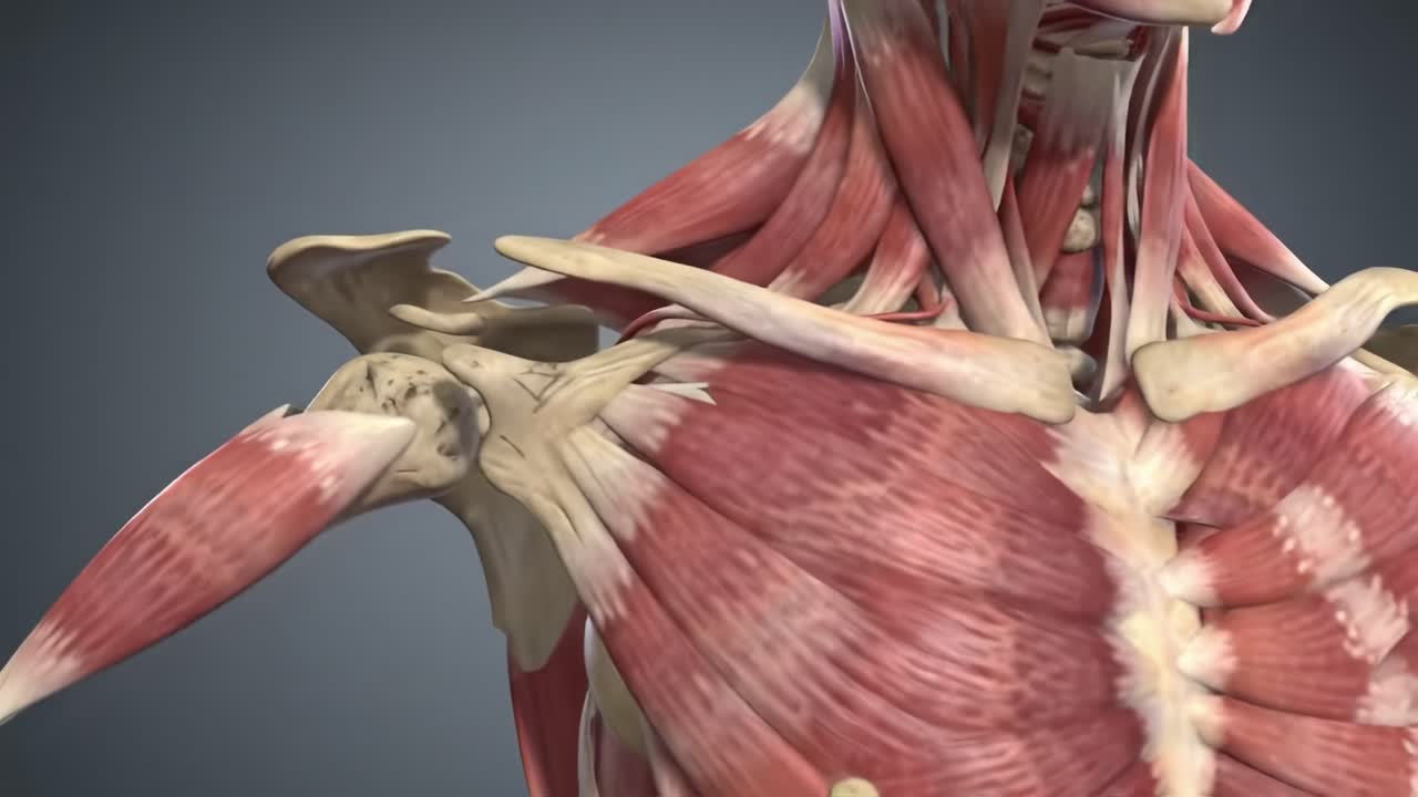Detailed Anatomical View of Human Muscles in the Shoulder Region, Highlighting Structure and Interconnectivity of Muscular Systems