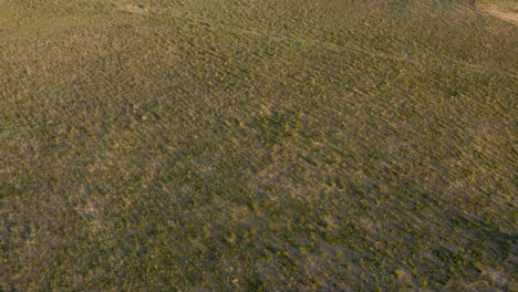 Kleine-Sträucher-Werfen-Lange-Schatten-über-Karges-Mongolisches-Grasland,-Panoramablick-Aus-Der-Luft