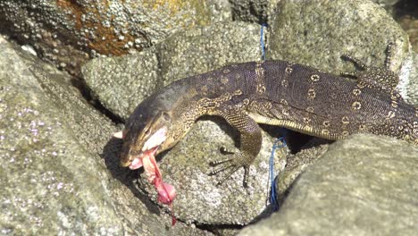 El-Lagarto-Monitor-Se-Traga-La-Carne-En-La-Roca