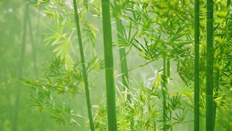 bamboo green forest in deep fog