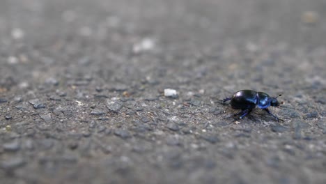 beetle deciding to go