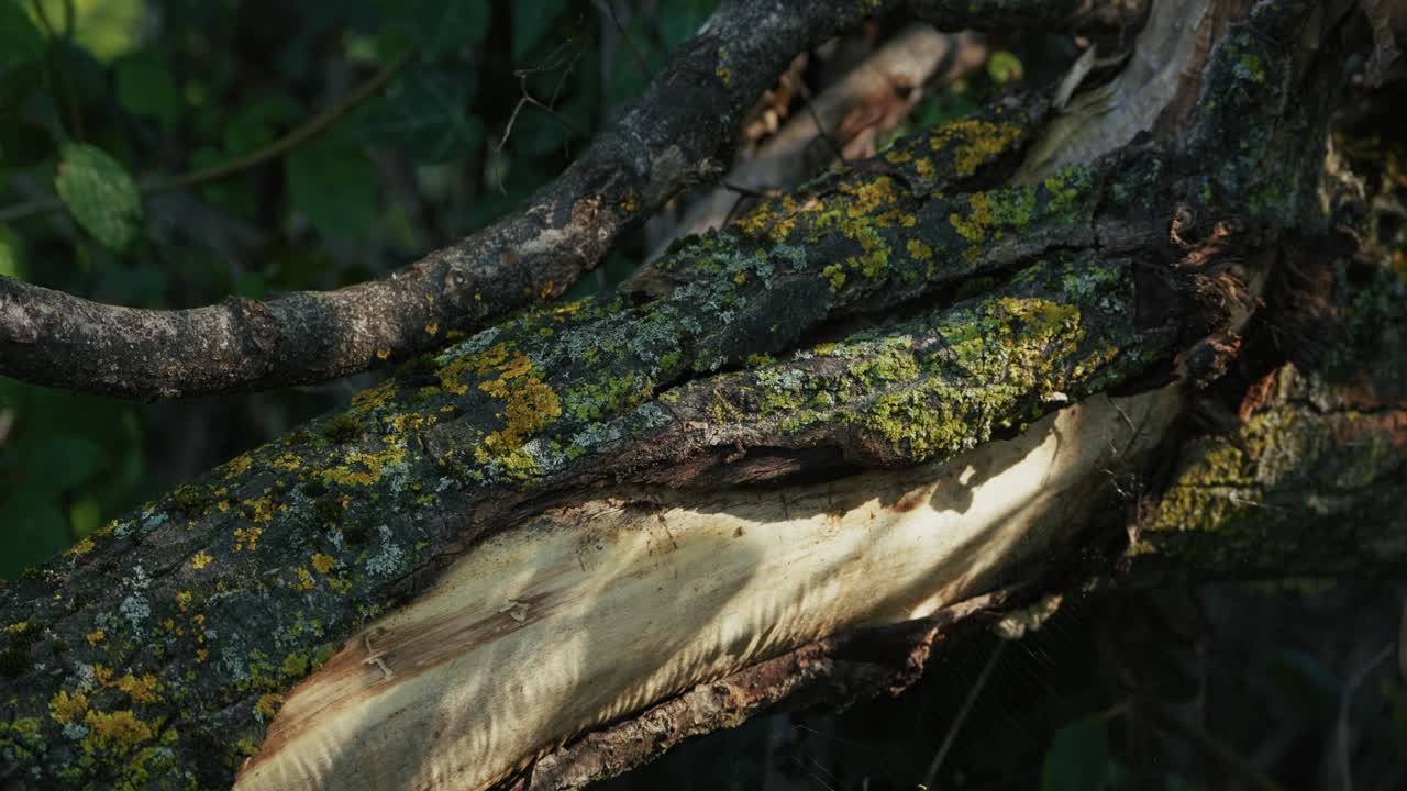 Detailed view of a fallen tree trunk covered in moss and lichen, showing rich texture and color in natural light, surrounded by forest vegetation
