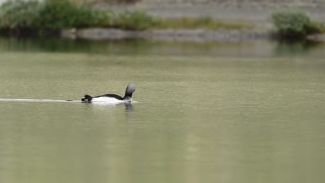 red throated loon swimming peacefully across surface of lake in norway, turns to scratch spot on back with beak.