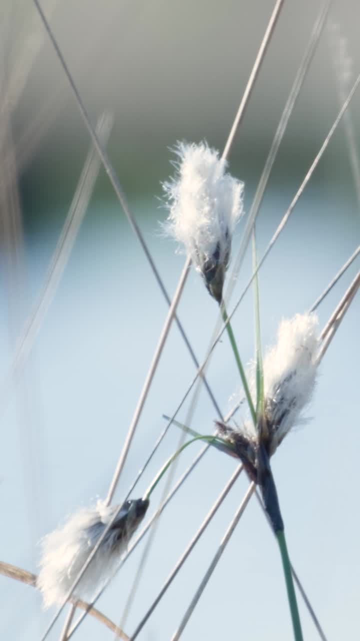 Delicate Marsh Flowers
