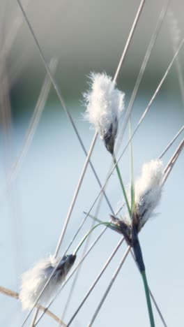 delicate marsh flowers