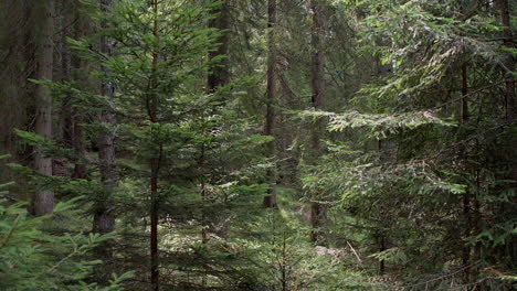 Wald-Mit-Umgestürzten-Bäumen