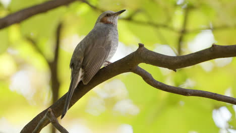 brown-eared bulbul bird sctatching head with leg perched on tree branch in autumn south korea closeup