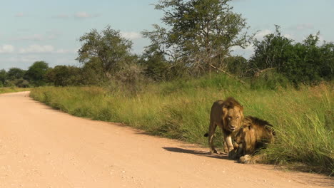 dos leones africanos saludándose con la cabeza rozándose por un camino polvoriento de la reserva del parque nacional, vista amplia