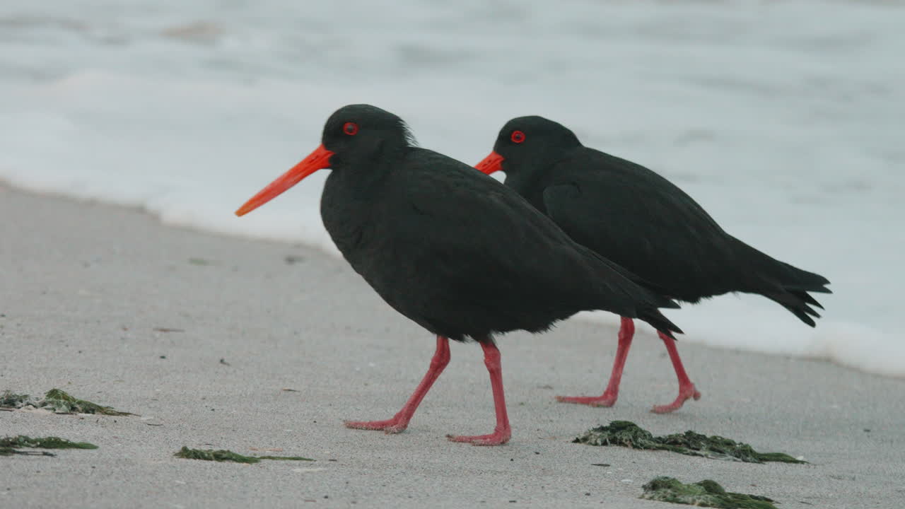 뉴질랜드의 모래 해변에 검은 깃털을 가진 두 개의 변수 oystercatchers