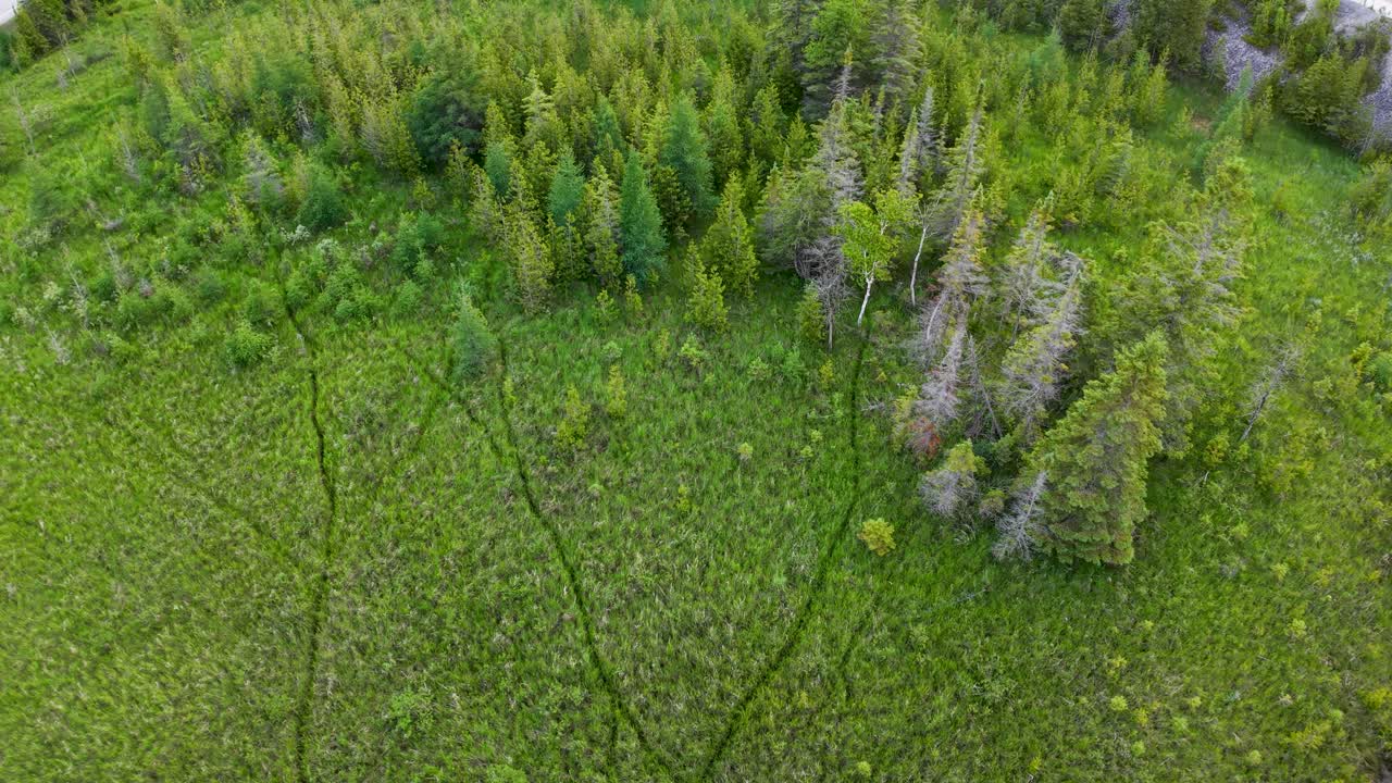 Aerial drone view of a lush green meadow bordering a dense conifer forest with scattered dead trees
