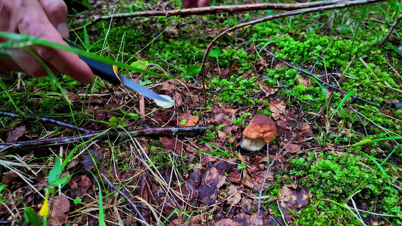 칼을 사용하여 토양에서 버섯을 수집하는 프로파일 뷰