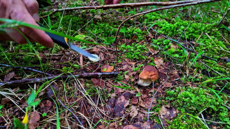 profile view of collecting mushrooms from soils by using knife