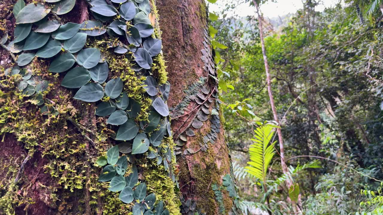 Dense rainforest with vibrant green foliage and epiphytes on tree trunks, captured in natural daylight