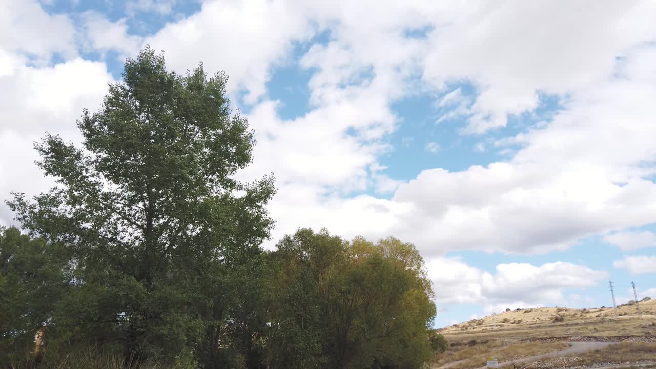Tree top moving gently in the breeze against blue sky and clouds