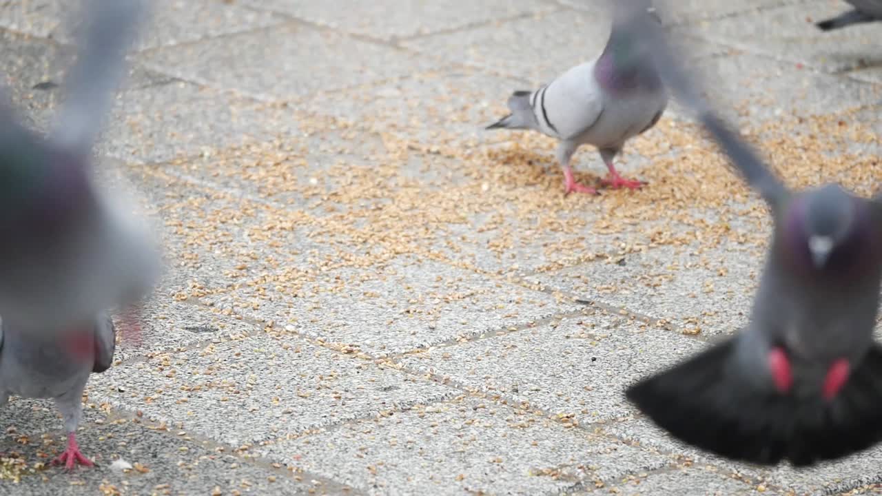 땅에서 먹이를 먹는 비둘기