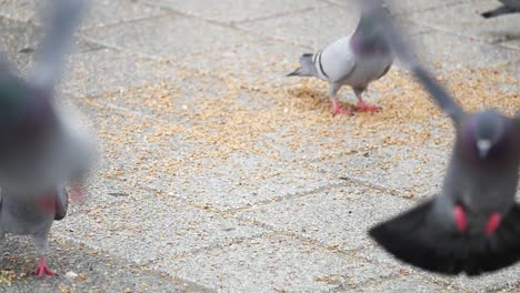 palomas que se alimentan en el suelo