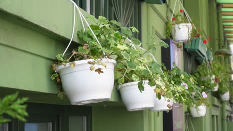 hanging plants on a green building