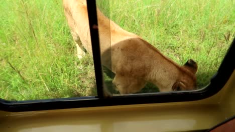 Panning-downwards-shot-of-a-female-lion-approaching-a-safari-car