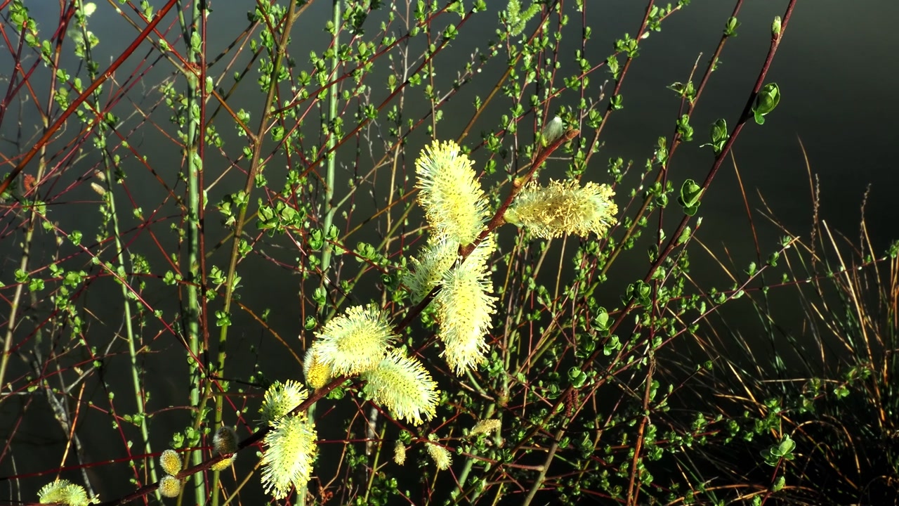 Mass of willow twigs with one coming into flower
