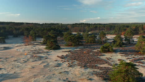 deriva de arena con pinos escoceses dispersos y exuberante bosque verde en soester duinen en países bajos