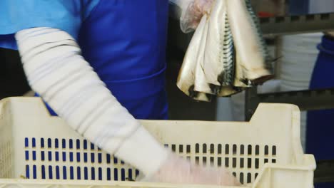 the worker puts the smoked mackerel in boxes