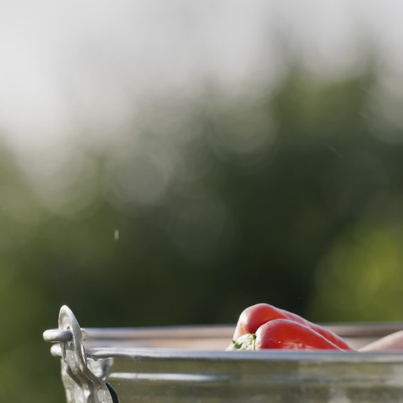 여성의 손은 방금 양동이에 씻은 육즙이 많은 다색 고추를 들고 있습니다.