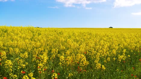 Rapsfeld-An-Der-Costa-Brava-In-Spanien-Ruhe-Harmonie-Und-Natur