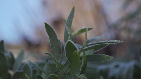 Primer-Plano-De-Las-Hojas-De-Budlea-Del-Arbusto-De-Mariposas