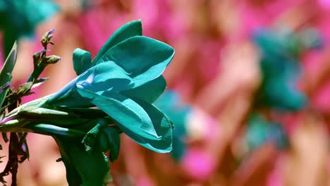 surreal colors on a flowering tropical plant with a pink and red floral defocused background