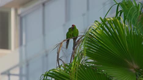 two green parrots perched on a palm leaf in front of a modern building facade