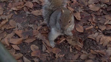 Squirrel-foraging-for-nuts-slow-motion-in-Autumn-leaves-public-park-behind-railings