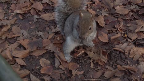 ardilla buscando nueces en cámara lenta en el parque público de hojas de otoño detrás de las rejas