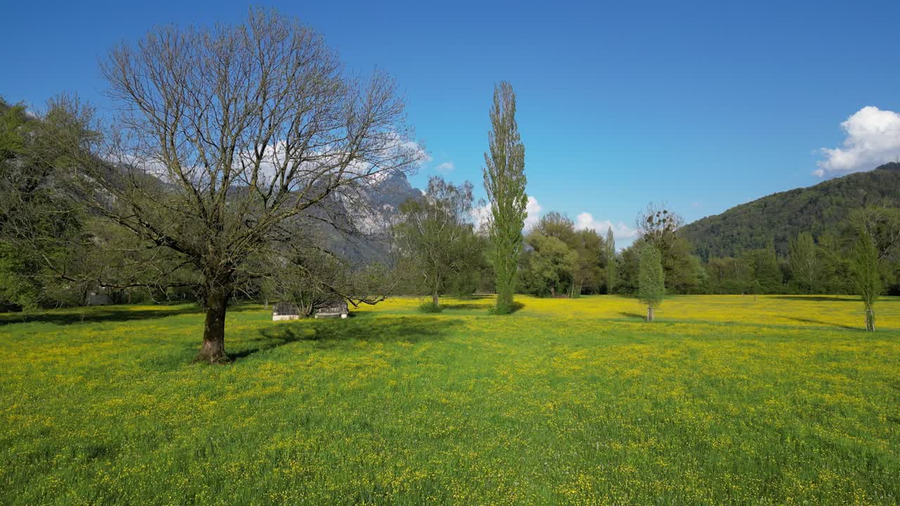 Prati svizzeri, un mix di alberi alpini e vegetazione verde-gialla vivace