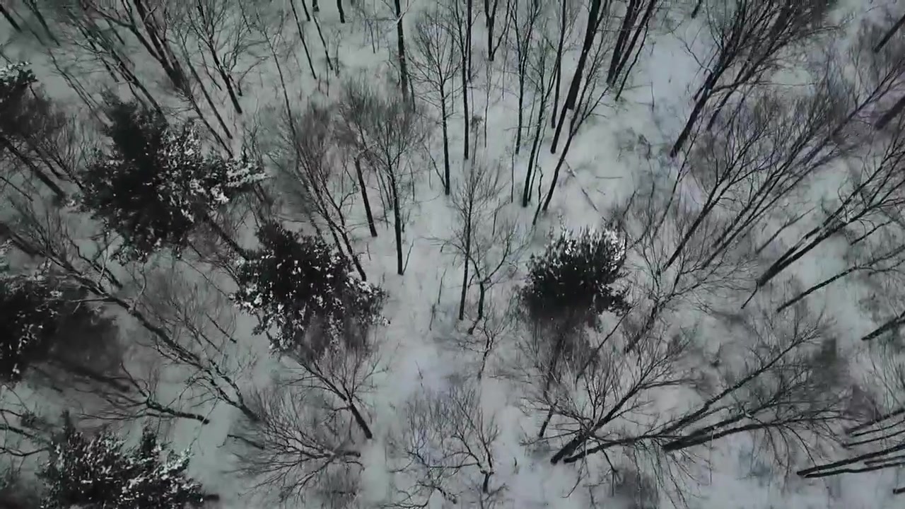 Riprese con drone di alberi nella neve.