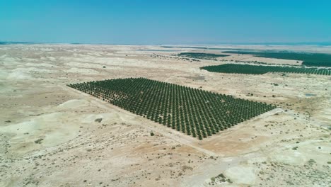 palm tree field in the desert