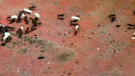 hundreds of ants walking on the concrete floor in the city while carrying rice grains in a row towards their anthill