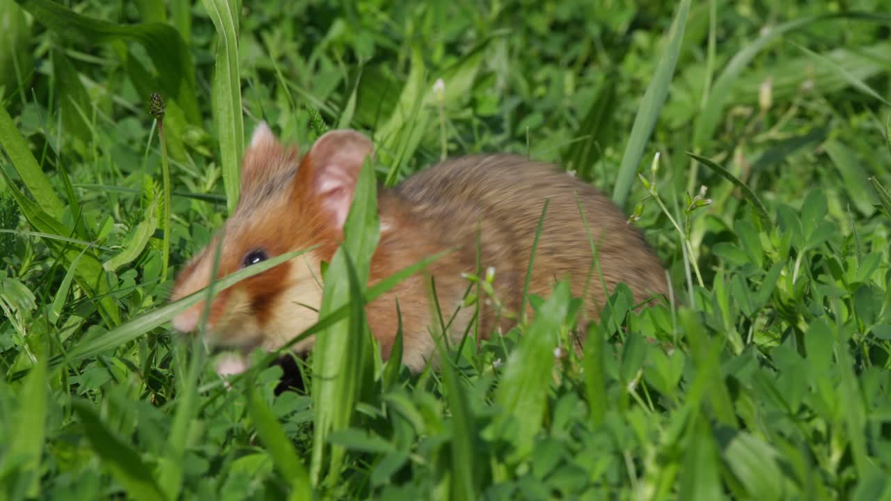 Primo piano di criceto che cerca cibo nell'erba, guarda a sinistra e poi verso la telecamera mentre si spinge il cibo in bocca e riempie le guance. Simpatico piccolo roditore che mangia all'aperto