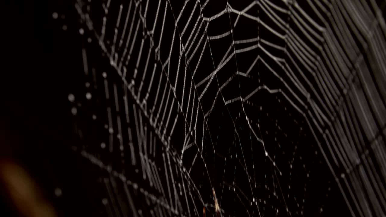 거미줄 한가운데에 있는 거미
