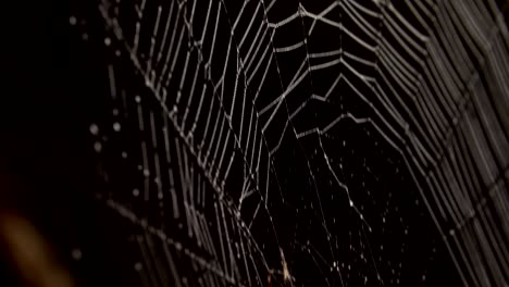 spider in the middle of the spider web
