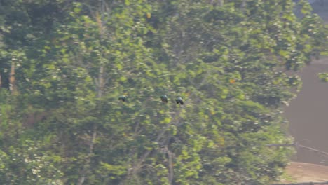 Tres-Loros-Harinosos-Volando-Sobre-El-Río,-Tiro-De-Seguimiento