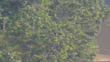 tres loros harinosos volando sobre el río, tiro de seguimiento