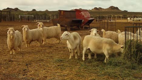 Cría-De-Ovejas-Y-Cabras-En-El-Cabo-Norte