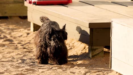 a dog walking near a wooden structure