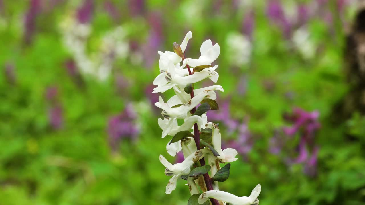 식물을 수분하지 않고 꿀을 빼앗는 곤충에 의해 꽃에 구멍이 있는 흰색 코리달리스 카바의 꽃차례