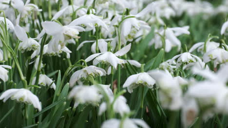 a bed of pure white snowdrop flowers in a garden in worcestershire, england on a windy day