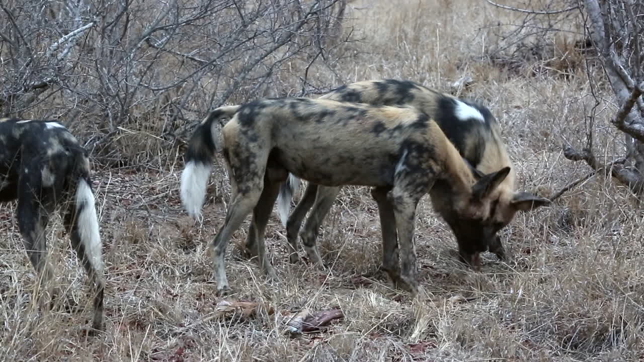 manada de perros salvajes africanos sacando los restos de una matanza reciente