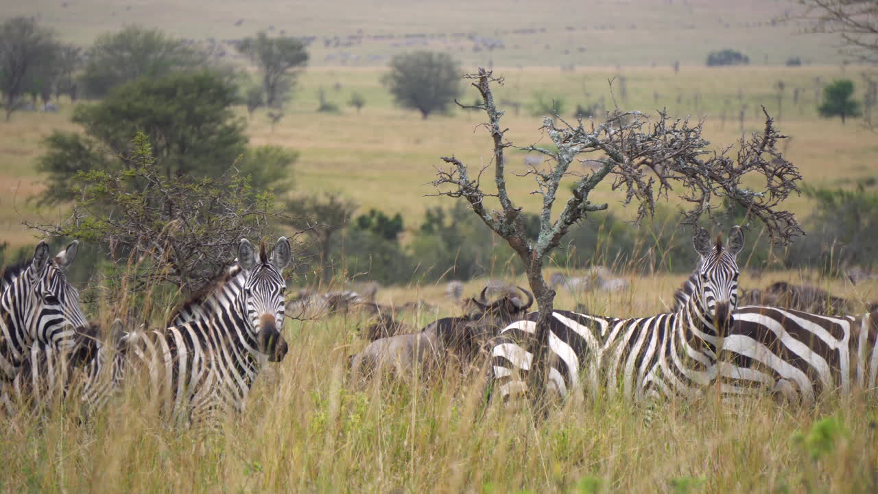Close Up of Zebra Family on Alert, Looking At Camera. Animals in Natural Preserve in African Savannah