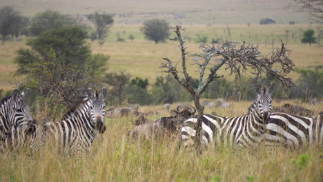 close up of zebra family on alert, looking at camera. animals in natural preserve in african savannah