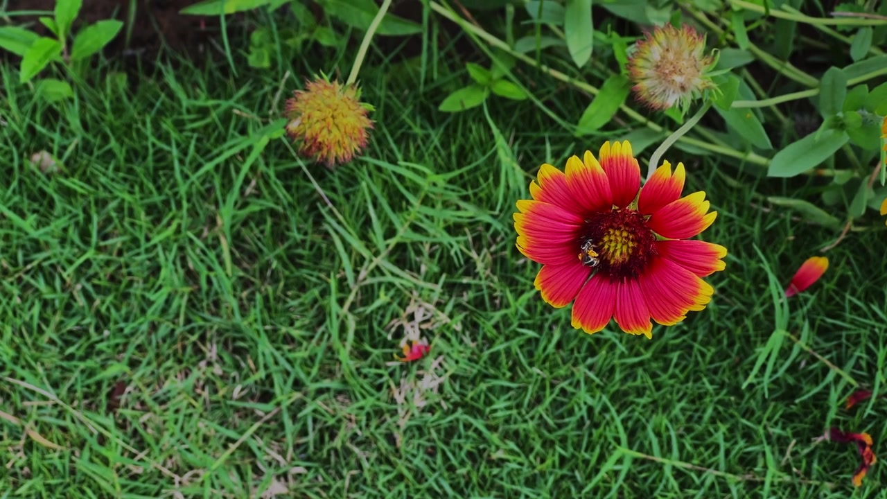 Primo piano di un'ape mellifera che raccoglie nettare da un vivace fiore Gaillardia che ondeggia dolcemente sopra un prato verde lussureggiante in un giardino naturale.