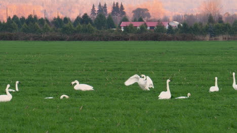 Two-Trumpeter-Swans-in-a-small-flock-rise-up-and-flap-their-wings-while-grazing-in-a-field-in-Washington-State